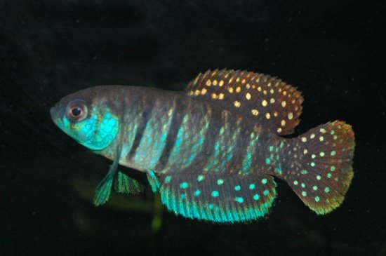 A Matilebias alexandri URU 25-16 Rio Negro from another lot