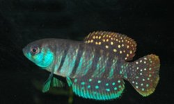 Matilebias alexandri URU 25-16 Rio Negro