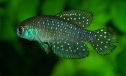 Matilebias affinis URU 25-12 Rio Tacuare