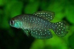 Matilebias affinis URU 25-12 Rio Tacuare