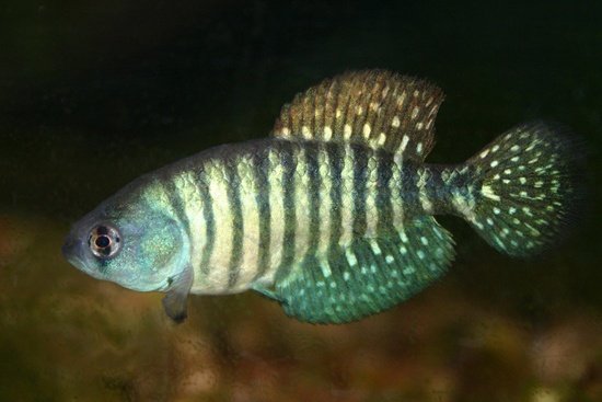 A Garcialebias charrua URU 25-03 B.G. Vena from another lot