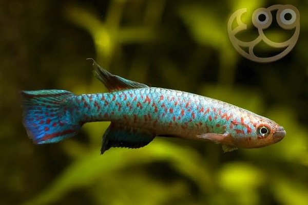Scriptaphyosemion guinardi mamou