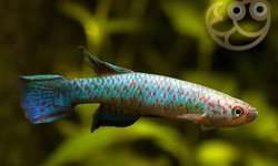 Scriptaphyosemion guinardi mamou