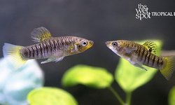 Limia Perugiae x4