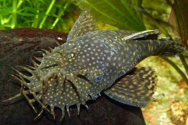 A Bristlenose Pleco x4 from another lot