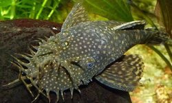 Bristlenose Pleco x4
