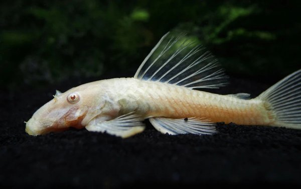 Bristlenose Pleco albino x1
