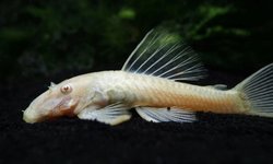 Bristlenose Pleco albino x1