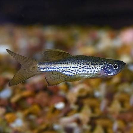 Bag of Longfin danio
