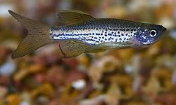 Bag of Longfin danio