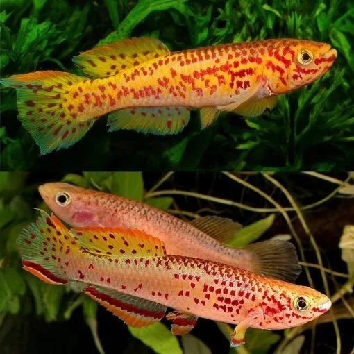 A Fundulopanchax gardneri gold from another lot