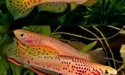 Fundulopanchax gardneri gold