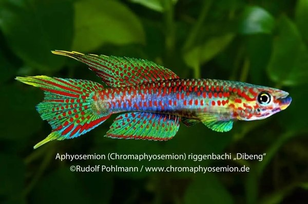 Aphyosemion riggenbachi