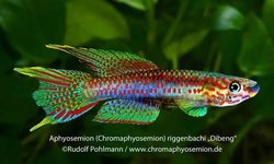 Aphyosemion riggenbachi