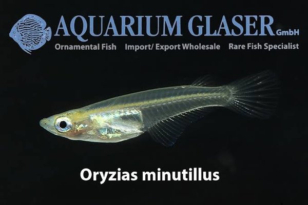 Oryzias minutillus - WARM WATER