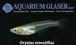Oryzias minutillus - WARM WATER