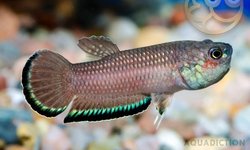Betta Edithae