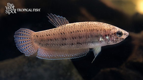 Betta Edithae