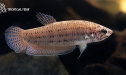 Photo 2 of Betta Edithae