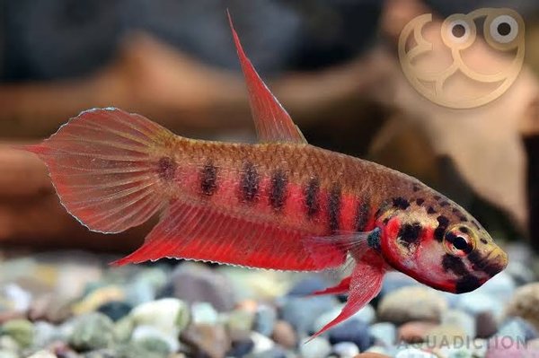 A Betta Rubra from another lot