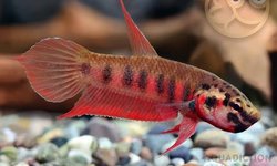 Betta Rubra