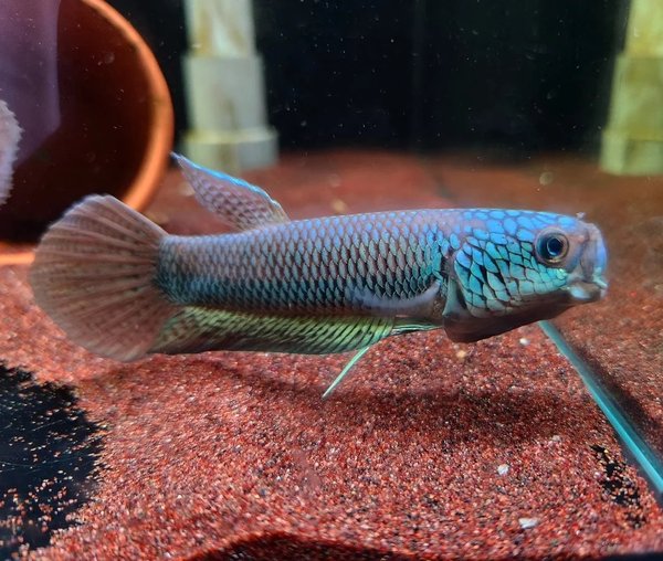 A Betta Sp Antuta from another lot