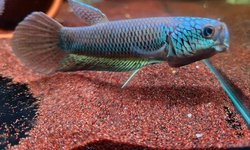 Betta Sp Antuta