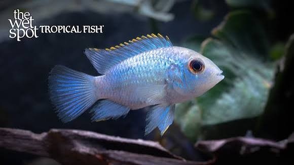 Eleectric Blue Acara