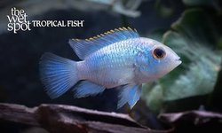 Eleectric Blue Acara