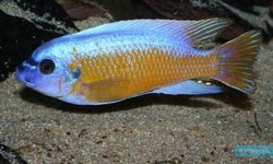 Labeotropheus fuelleborni