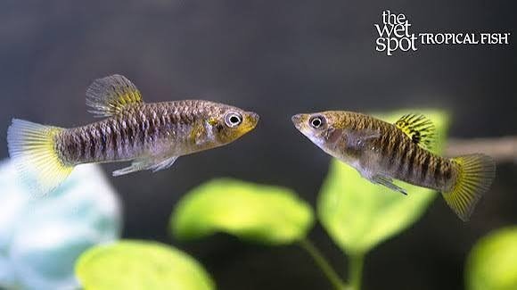 Limia Perugiae