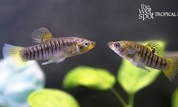 Limia Perugiae