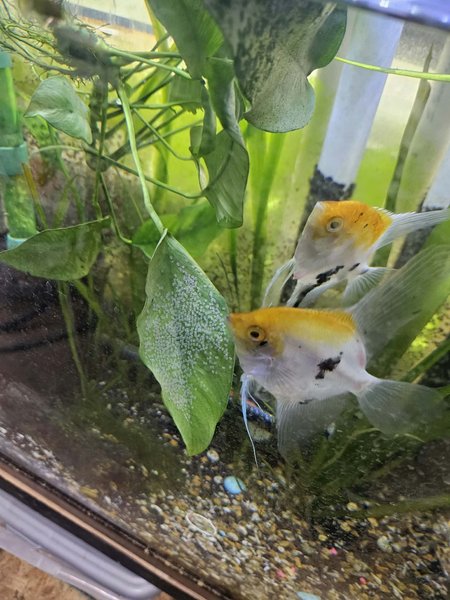 Koi Angels, Pair