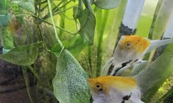 Koi Angels, Pair