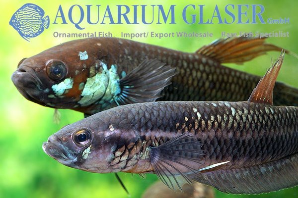 Betta unimaculata