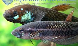Betta unimaculata