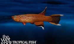 Aphyosemion Australe pair