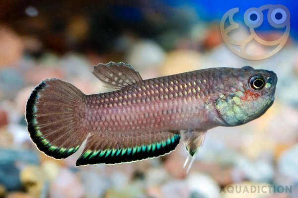 Betta Falx