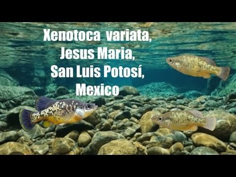 Xenotoca var. Jesus Maria San Luis Potos