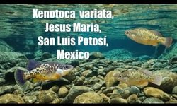 Xenotoca var. Jesus Maria San Luis Potos
