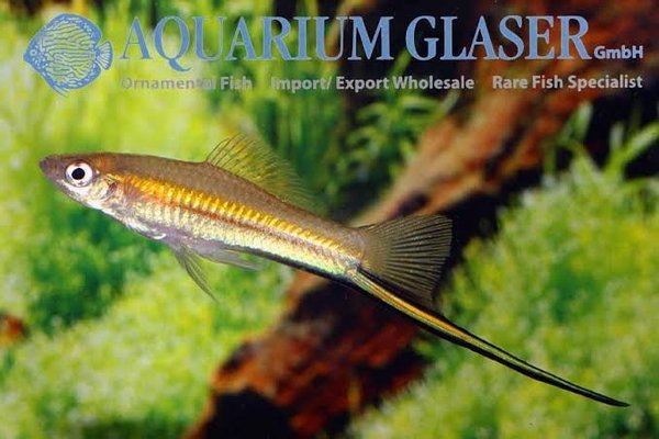 Xiphorphorus kallmani Lake Catemaco, x2