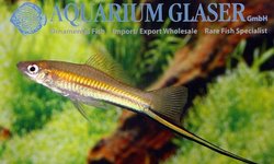 Xiphorphorus kallmani Lake Catemaco fry
