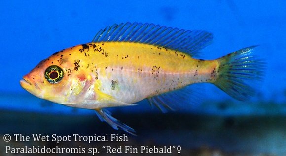 Paralabidochromis sp. Piebald Red 5x fry