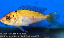 Paralabidochromis sp. Piebald Red 5x fry
