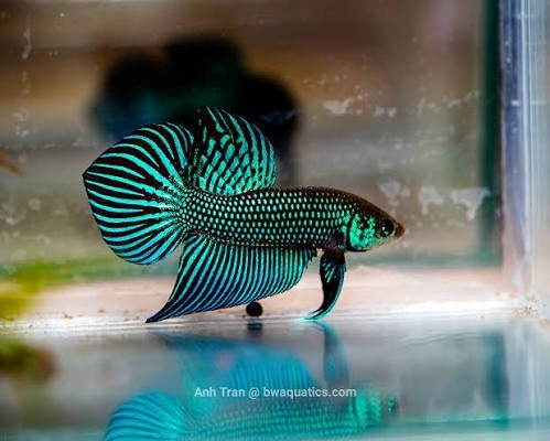 betta mahachaiensis