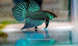 betta mahachaiensis