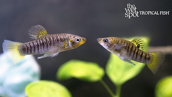 A Limia Perugiae, pair from another lot