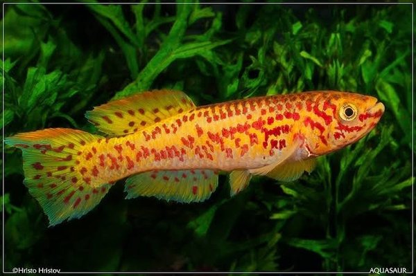 Fundulopanchax gardneri gold, pair