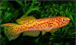 Fundulopanchax gardneri gold, pair
