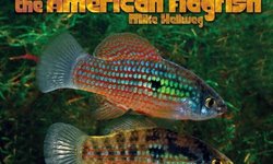 Jordanella FL Panacea, pair